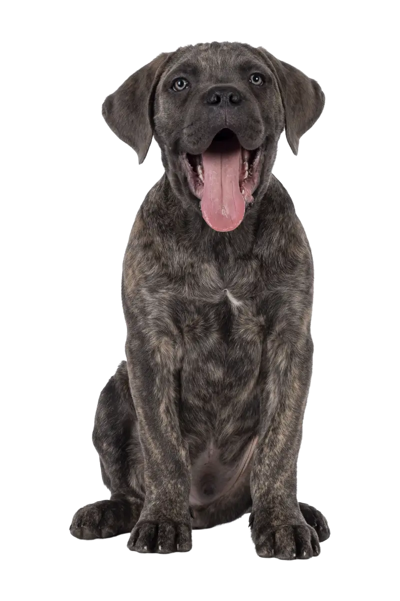 Dog with tongue lolling out